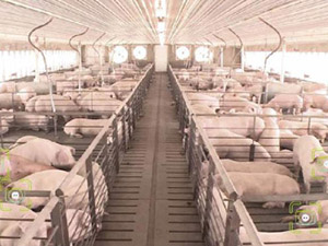 養(yǎng)殖場(chǎng) 